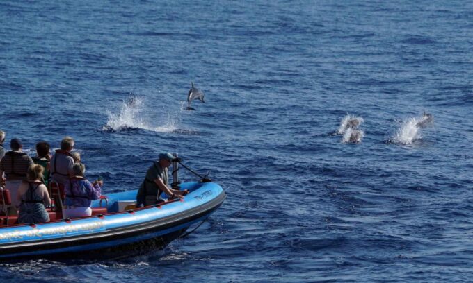 Funchal: Dolphin and Whale Watching Cruise - Frequently Asked Questions