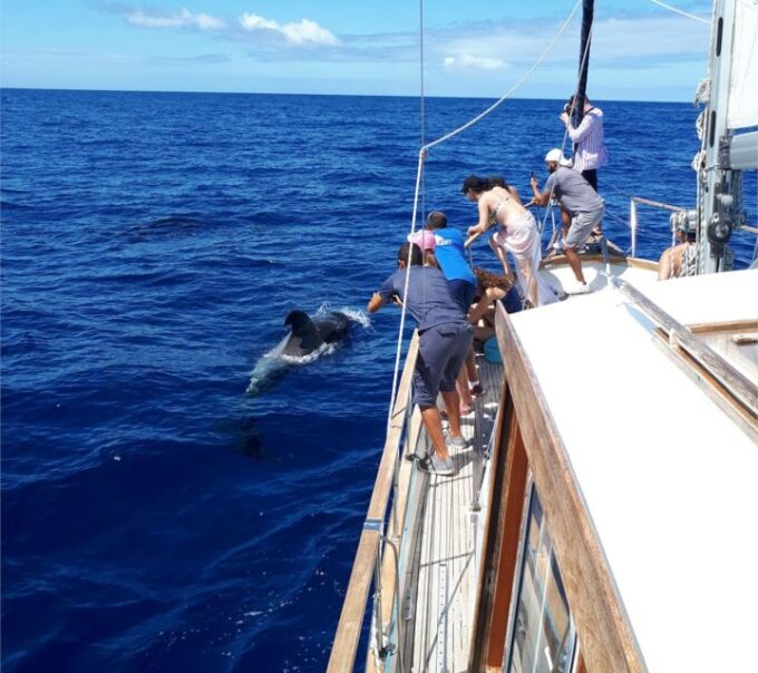 Funchal: Dolphin and Whale Watching Sailing Trip - Frequently Asked Questions