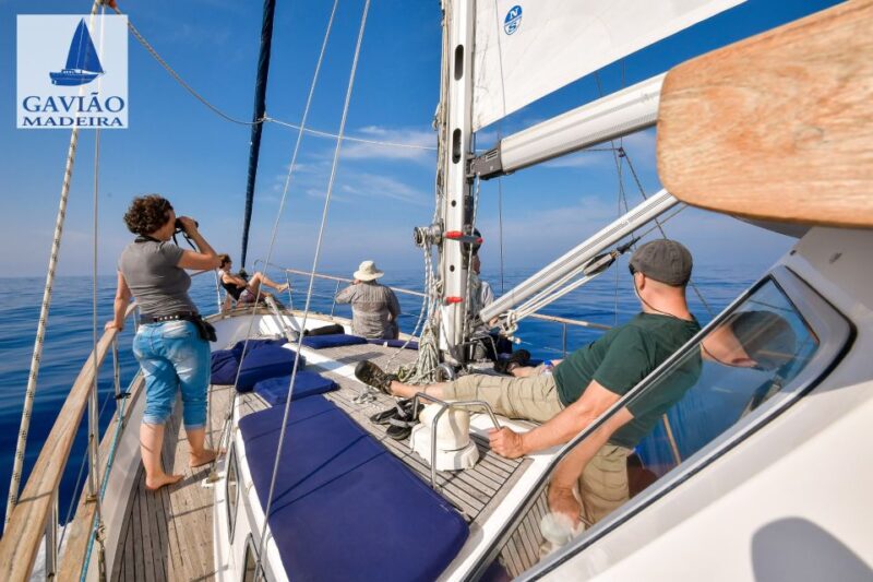 Funchal: Dolphin and Whale Watching Sailing Trip - Customer Reviews