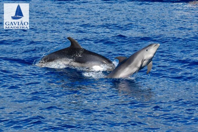 Funchal: Dolphin and Whale Watching Sailing Trip - Booking and Cancellation