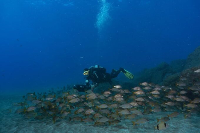 Funchal: DPV- Scooter Dive Adventure - Contact Information