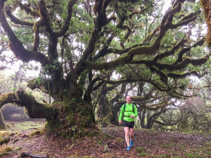 Funchal: Fanal Ancient Forest Running Tour - Tour Experience
