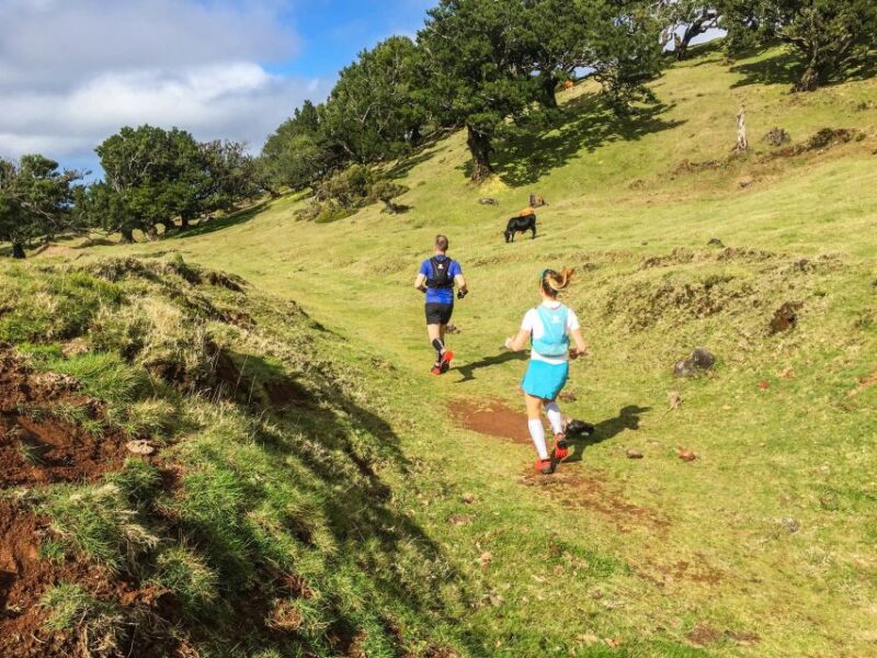Funchal: Fanal Ancient Forest Running Tour - Participant Feedback