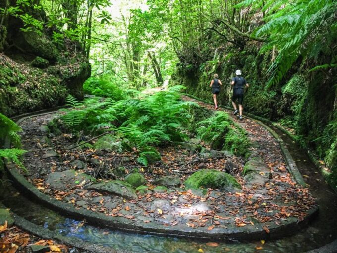 Funchal: Fanal Ancient Forest Running Tour - Languages Offered