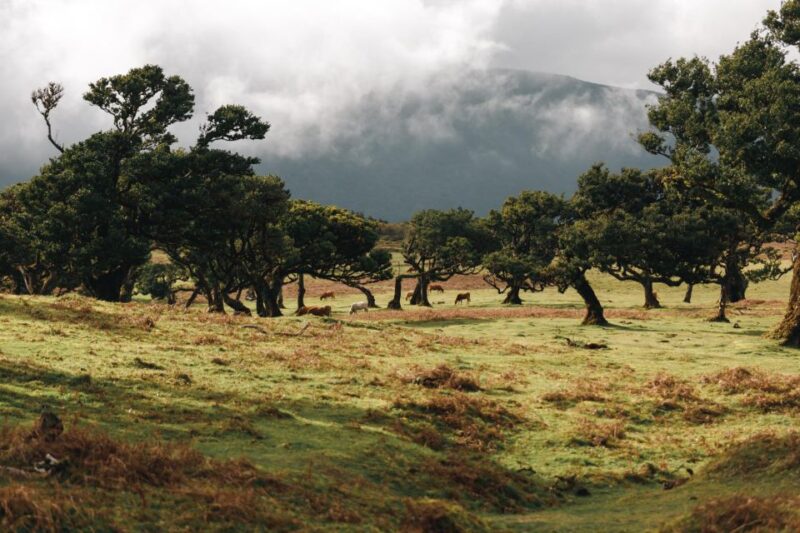 Funchal: Fanal Forest Roundtrip Transfer - Key Points