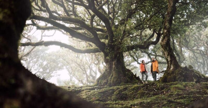 Funchal: Fanal Forest Roundtrip Transfer - Experience Highlights