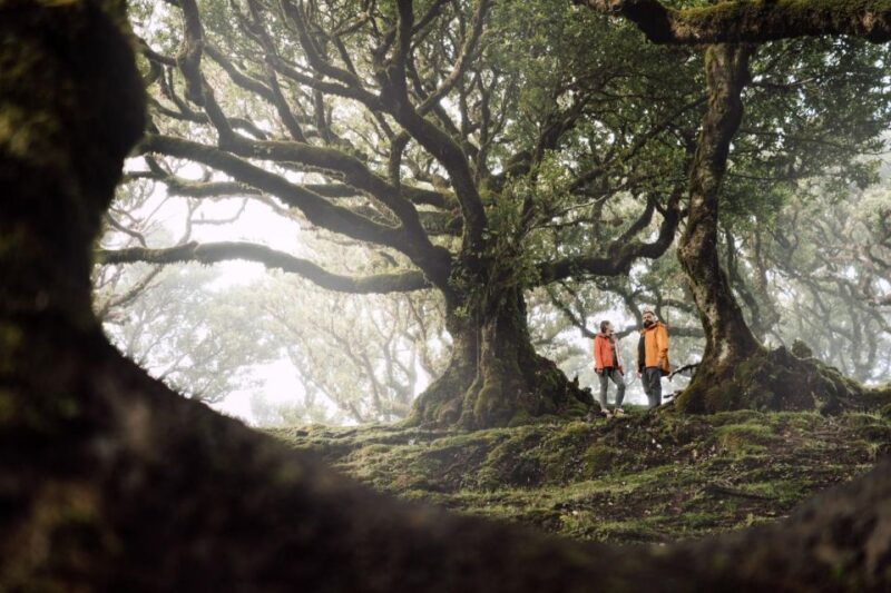 Funchal: Fanal Forest Roundtrip Transfer - Customer Reviews