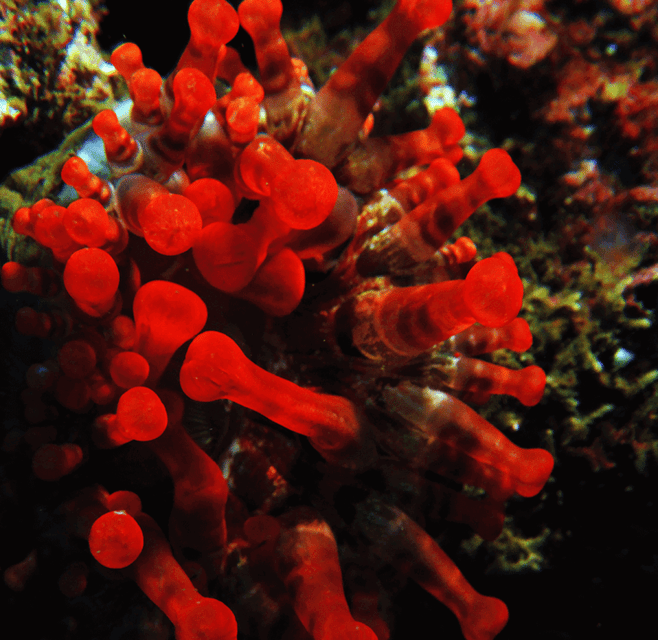 Funchal: Garajau National Park - Certified Divers - Included Dive Gear