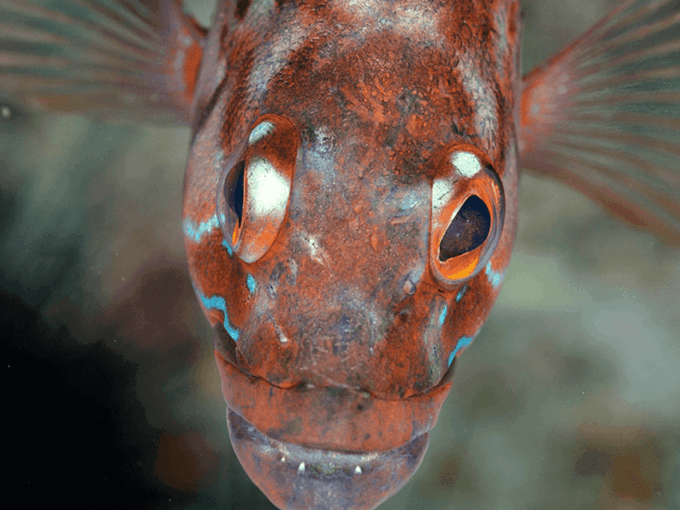 Funchal: Garajau National Park - Certified Divers - Required Participant Gear