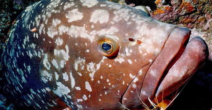 Funchal: Garajau National Park - Certified Divers - Recap
