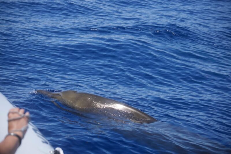 Funchal: Guarantee Wild Dolphin&Whale Watching by RIB - Key Points
