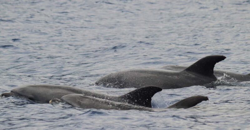 Funchal: Guarantee Wild Dolphin&Whale Watching by RIB - Itinerary and Experience