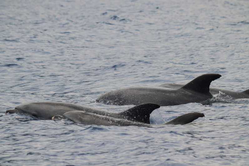 Funchal: Guarantee Wild Dolphin&Whale Watching by RIB - Group and Private Options