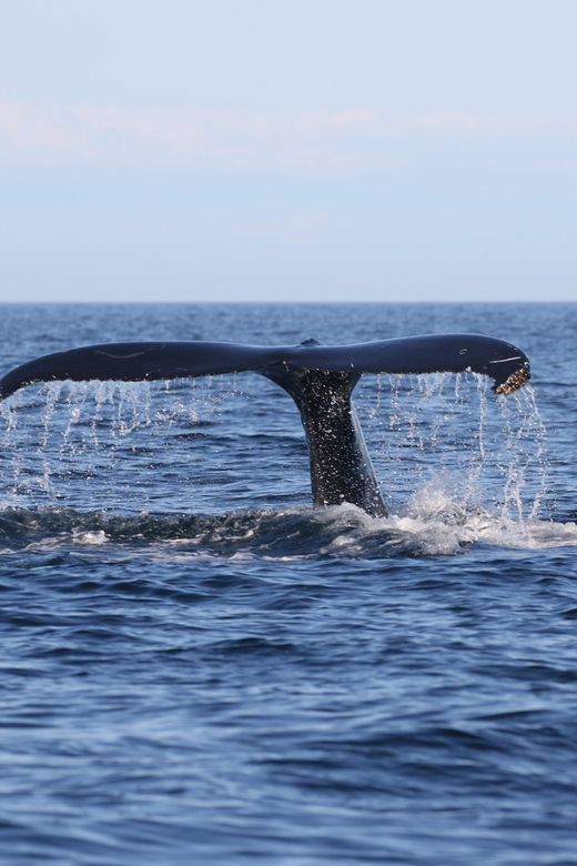 Funchal: Guarantee Wild Dolphin&Whale Watching by RIB - Customer Feedback