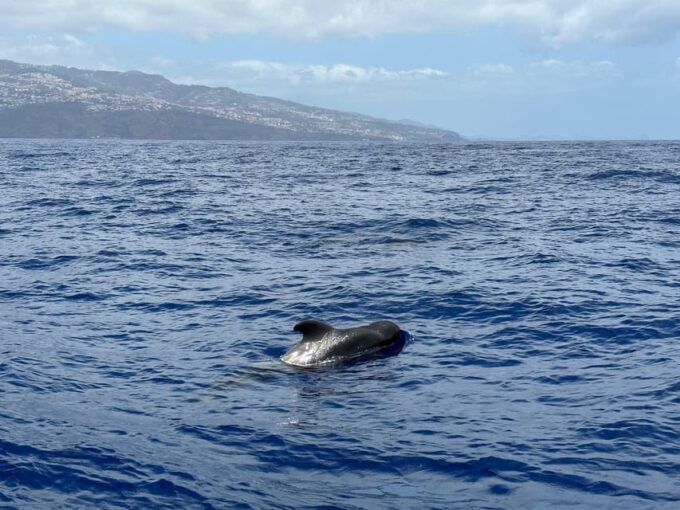 Funchal: Guarantee Wild Dolphin&Whale Watching by RIB - Return Trip Policy