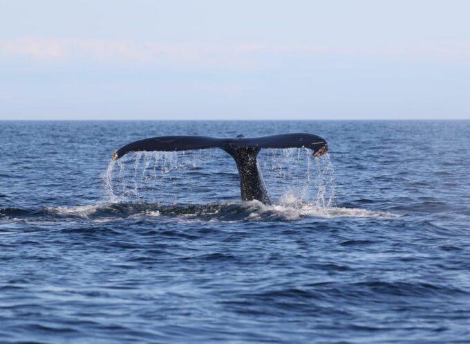 Funchal: Guarantee Wild Dolphin&Whale Watching by RIB - Sustainable Practices