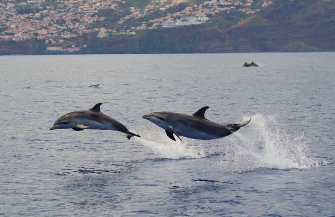 Funchal: Guarantee Wild Dolphin&Whale Watching by RIB - Frequently Asked Questions