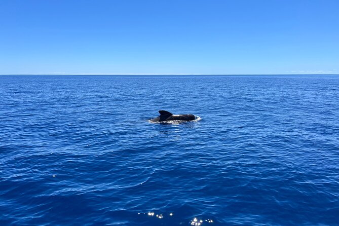Funchal Half and Full Day Private Sailboat Tour - Additional Information