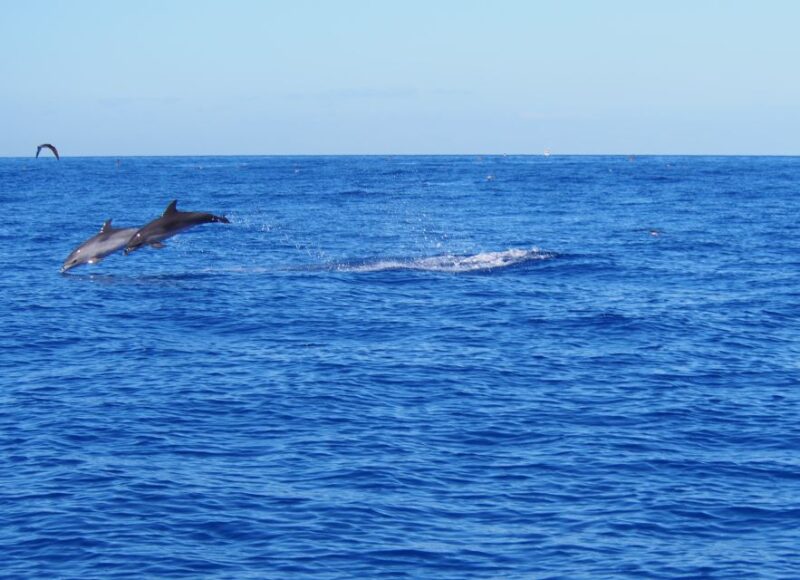 Funchal: Luxury Catamaran Private Charter - Key Points