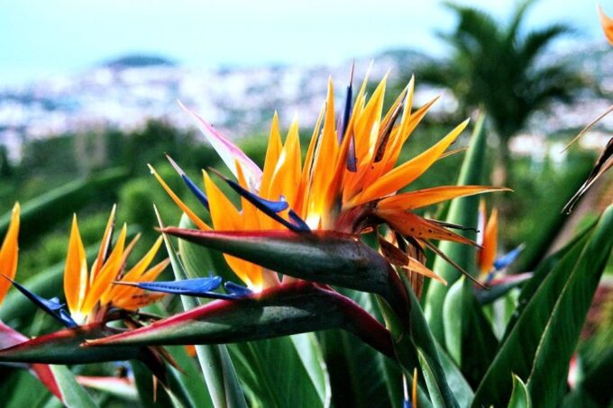 Funchal: Madeira Botanical Garden Private Tuk-Tuk Tour - Frequently Asked Questions