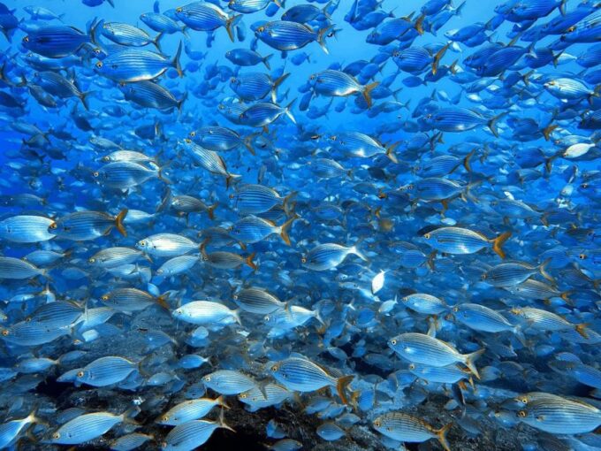 Funchal: Marine Reserve of Garajau Snorkeling Trip - Highlights