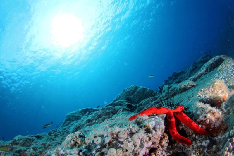 Funchal: Marine Reserve of Garajau Snorkeling Trip - Snorkeling Experience
