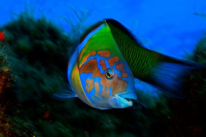 Funchal: Marine Reserve of Garajau Snorkeling Trip - Additional Information