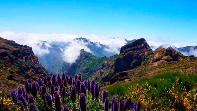 Funchal: Pico Arieiro, Cristo Rei and Dolphins Watching - Off-Road Adventure in Endemic Forests