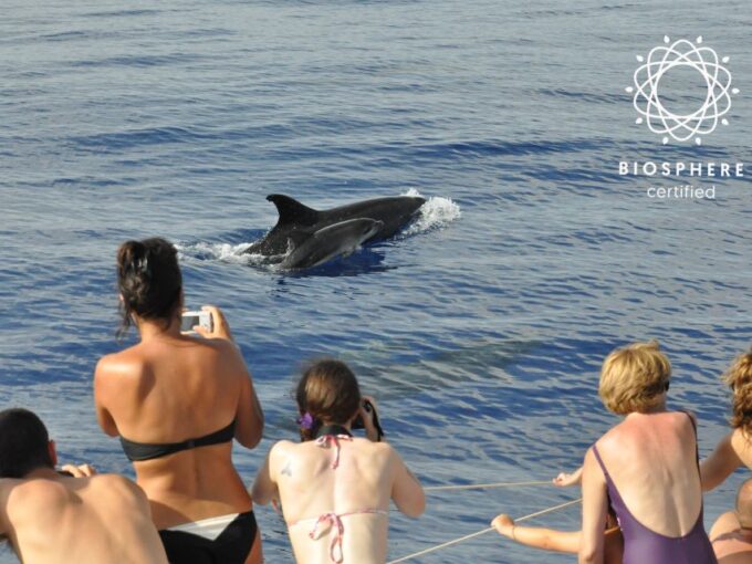 Funchal: Pico Arieiro, Cristo Rei and Dolphins Watching - Frequently Asked Questions