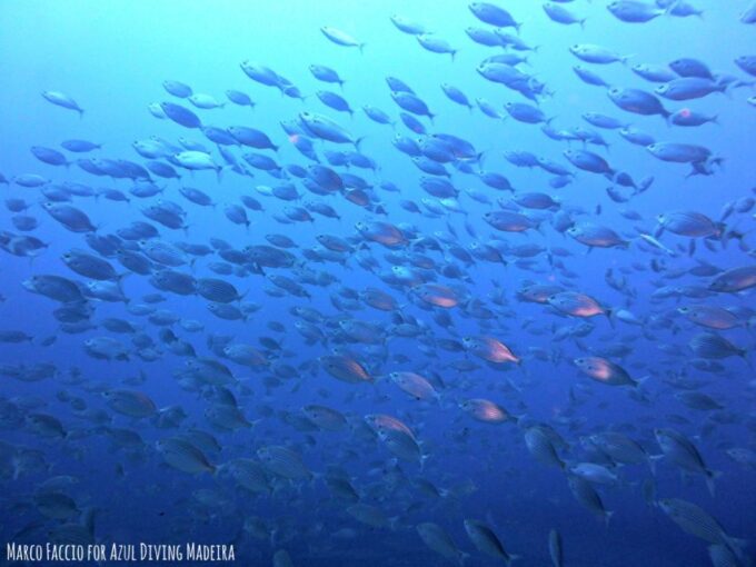 Funchal: Scuba Diving Experience for Beginners - Customer Feedback