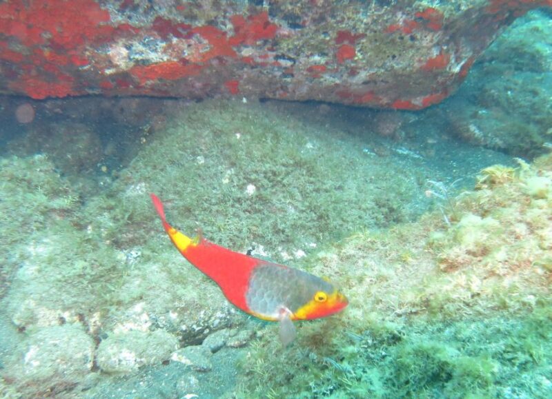 Funchal: Scuba Diving Experience for Beginners - Participant Requirements