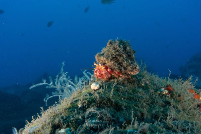 Funchal: Scuba Diving Experience for Beginners - Booking and Cancellation