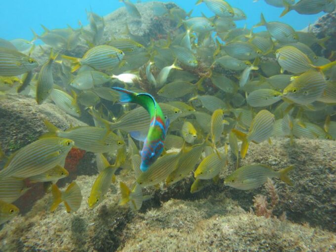 Funchal: Scuba Diving Experience for Beginners - Customer Feedback