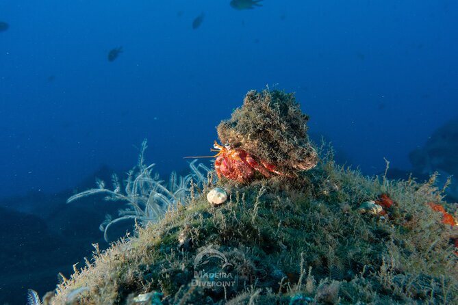 Funchal: Scuba Diving Experience for Beginners - Traveler Suitability