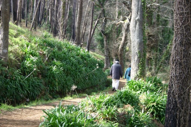 Funchal: Sea and Mountain Views Hidden Forest Hike - Experience Highlights