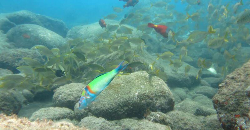 Funchal: Snorkeling Adventure in the Eco-Park - Key Points