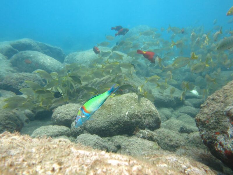 Funchal: Snorkeling Adventure in the Eco-Park - Highlights of the Experience