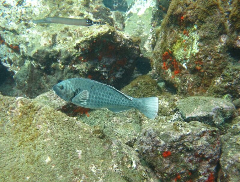 Funchal: Snorkeling Adventure in the Eco-Park - Accessing the Dive Center