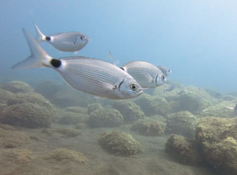 Funchal: Snorkeling Adventure in the Eco-Park - Ratings and Customer Feedback