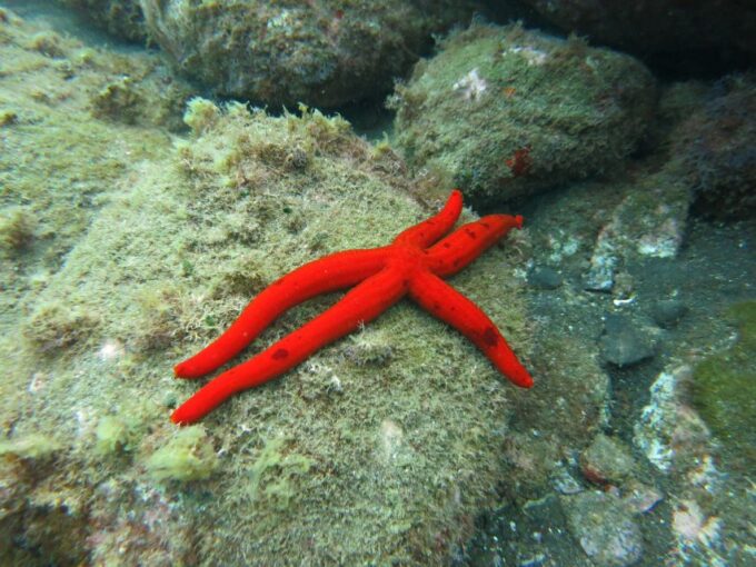 Funchal: Snorkeling Adventure in the Eco-Park - Cancellation Policy and Refund