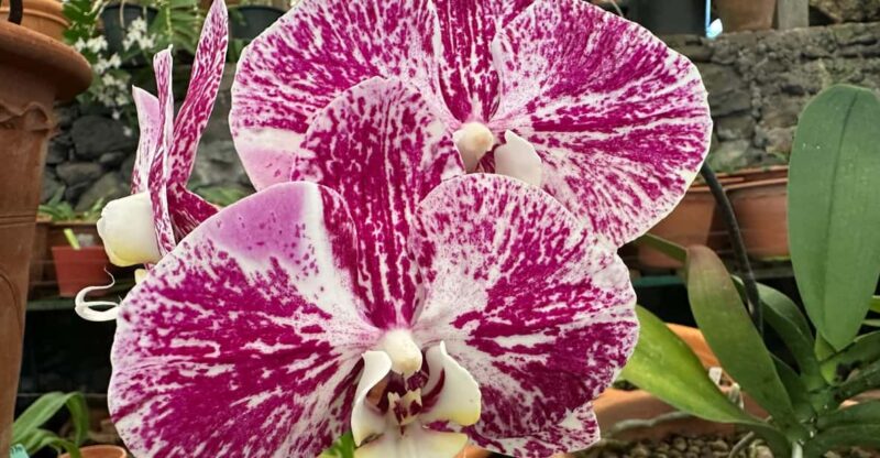 Funchal Tuk Tuk Guided Tour & Orchid Garden - Key Points