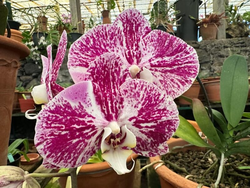 Funchal Tuk Tuk Guided Tour & Orchid Garden - Experience Highlights