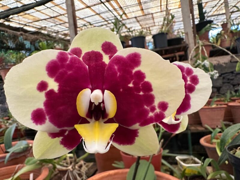 Funchal Tuk Tuk Guided Tour & Orchid Garden - Itinerary