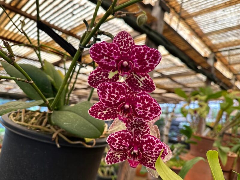 Funchal Tuk Tuk Guided Tour & Orchid Garden - Pickup and Accessibility