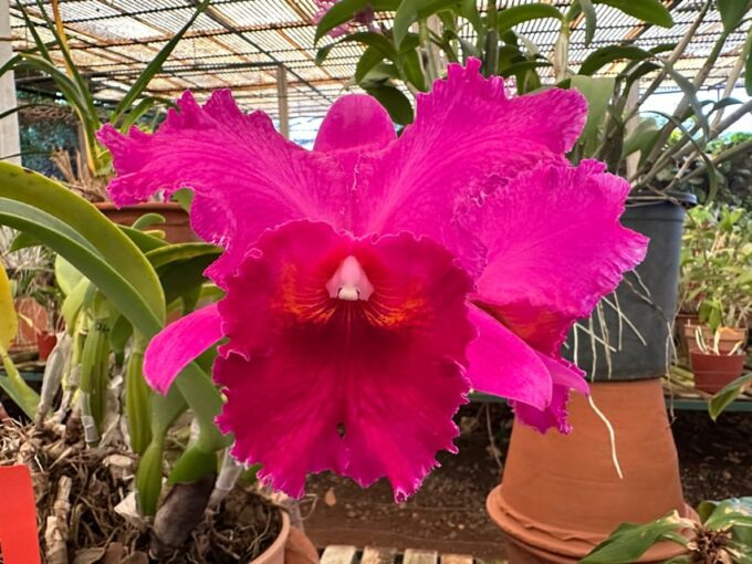 Funchal Tuk Tuk Guided Tour & Orchid Garden - Tour Duration and Cancellation