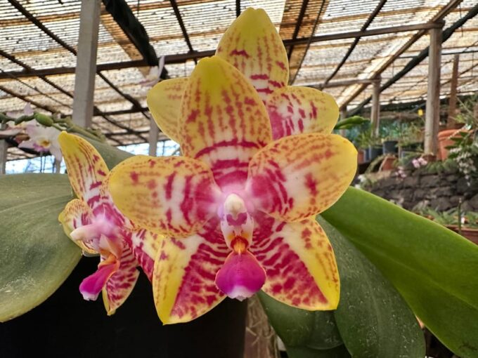 Funchal Tuk Tuk Guided Tour & Orchid Garden - Group Size and Restrictions