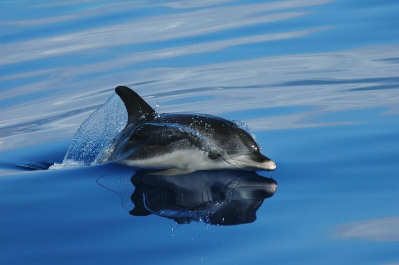 Funchal: Whale and Dolphin Watching Speed Boat Tour - Guaranteed Animal Sightings