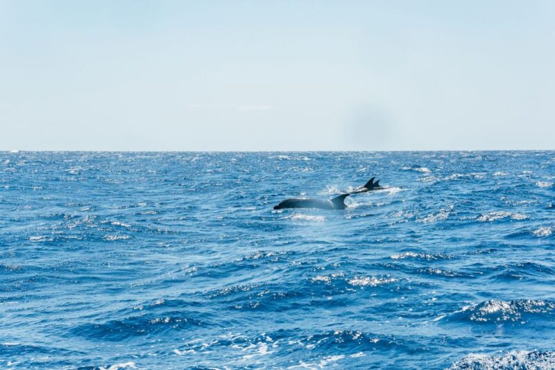 Funchal: Whale and Dolphin Watching Speed Boat Tour - Guided by Marine Biologist