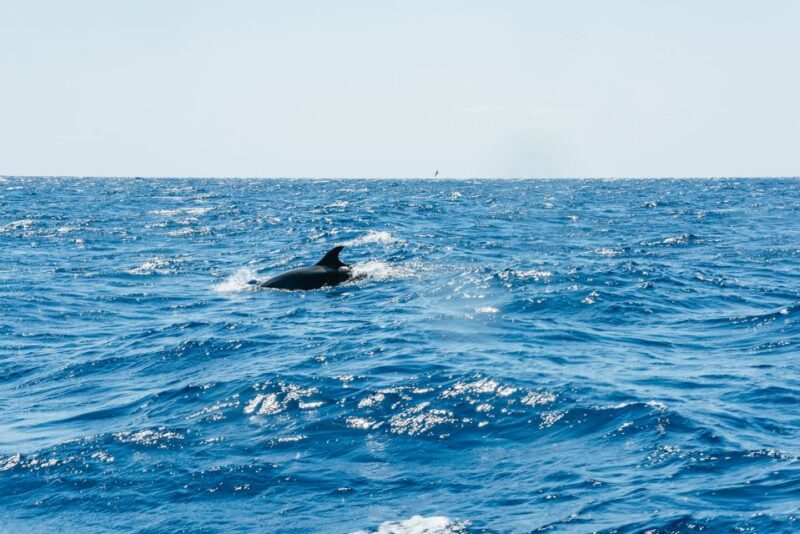 Funchal: Whale and Dolphin Watching Speed Boat Tour - Small Group Experience