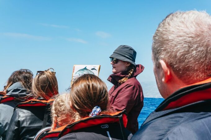 Funchal: Whale and Dolphin Watching Speed Boat Tour - Inclusions and Guidelines